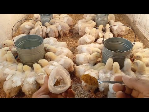لازم معلقة مع تغير العلف لعمر 16يوم الفراخ هتشيل لحم أضعاف الوزن 720جرام ومفيش اسهال طول الدوره