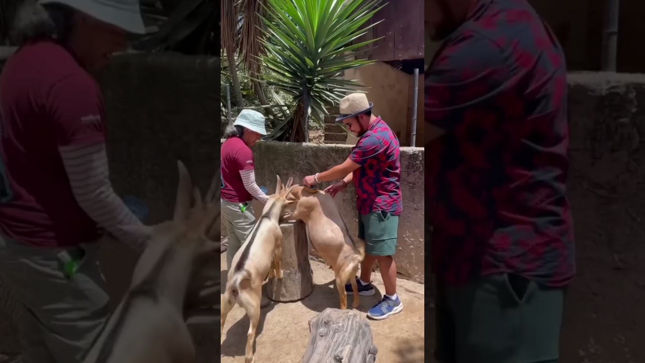 Zoo La Aurora, Guatemala 🇬🇹 | Para Conocer 