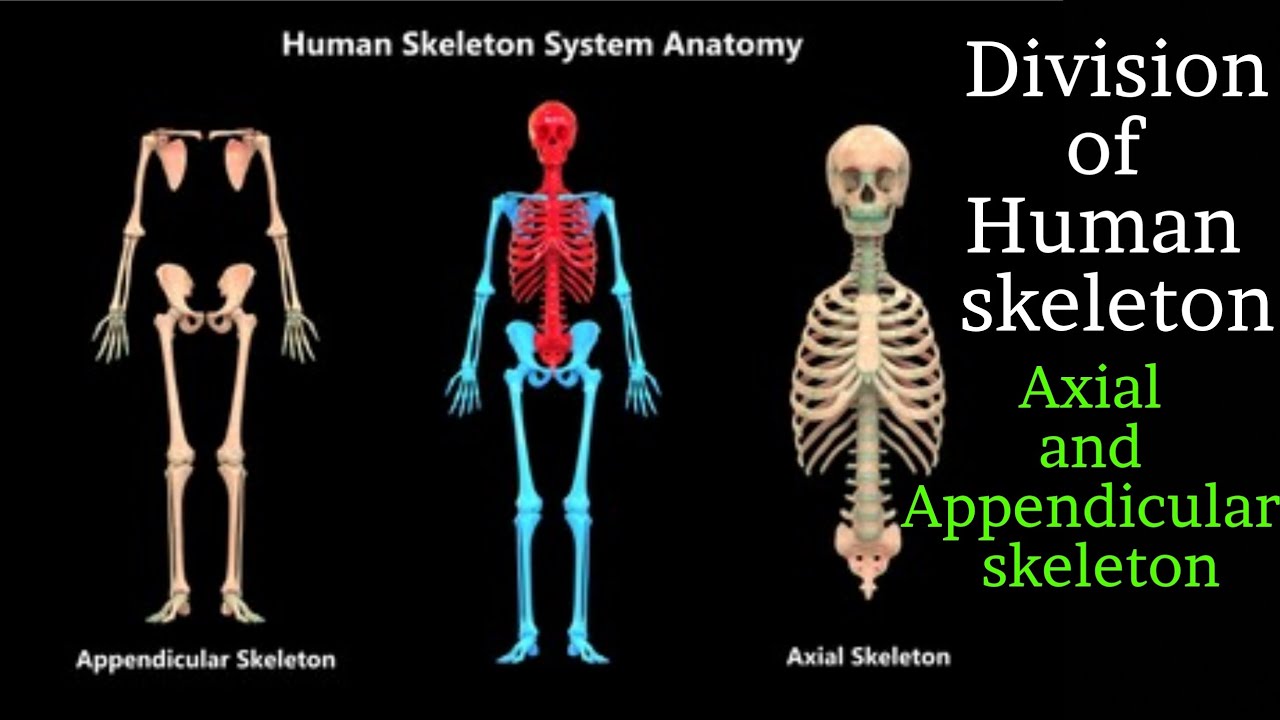 Прямо на скелет. Осевой и аппендикулярный скелет. Аппендикулярный скелет. Осевой скелет и аппендикулярный скелет. Скелет аксиальный аппендикулярный.