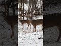 The &quot;Sweet 16&quot; buck in our backyard!