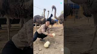 Stole The Ostrich Egg