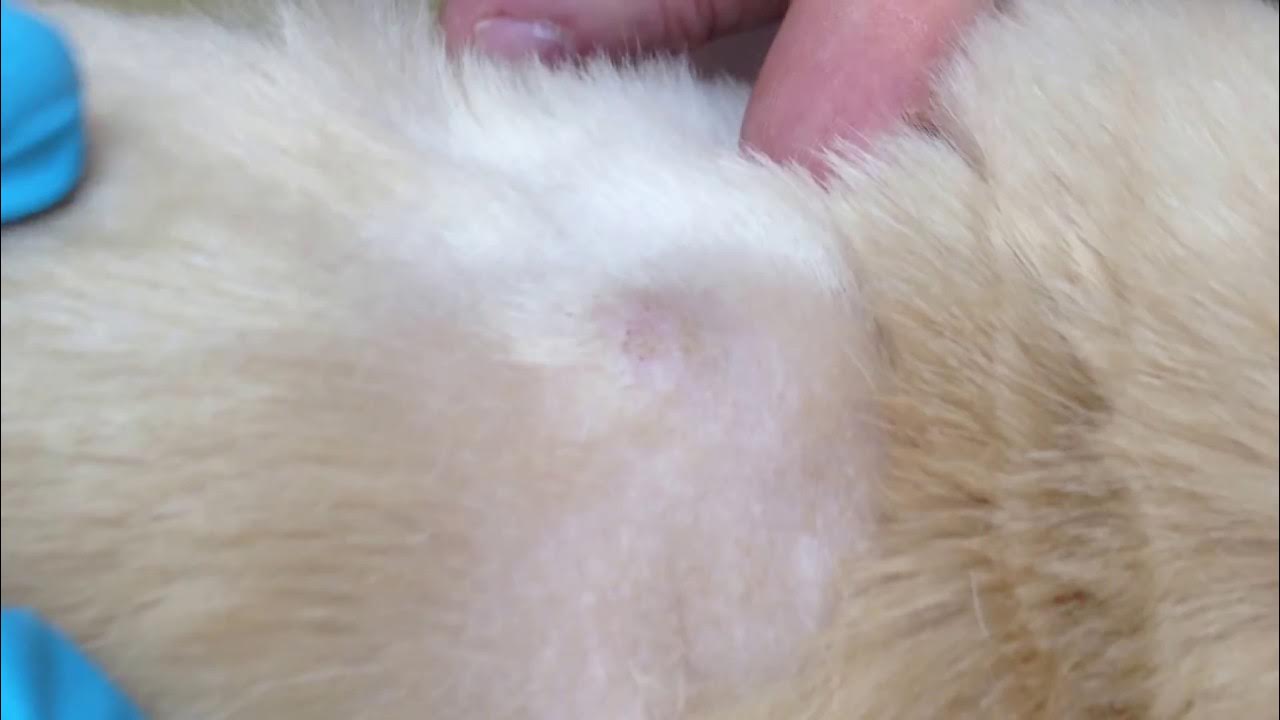 puscam-k9-sebaceous-cyst-youtube