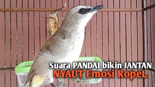 Trucuk BETINA MEMANGGIL JANTAN Suara Paling Dicari untuk pancingan trucukan gacor yang SUSAH ROPEL