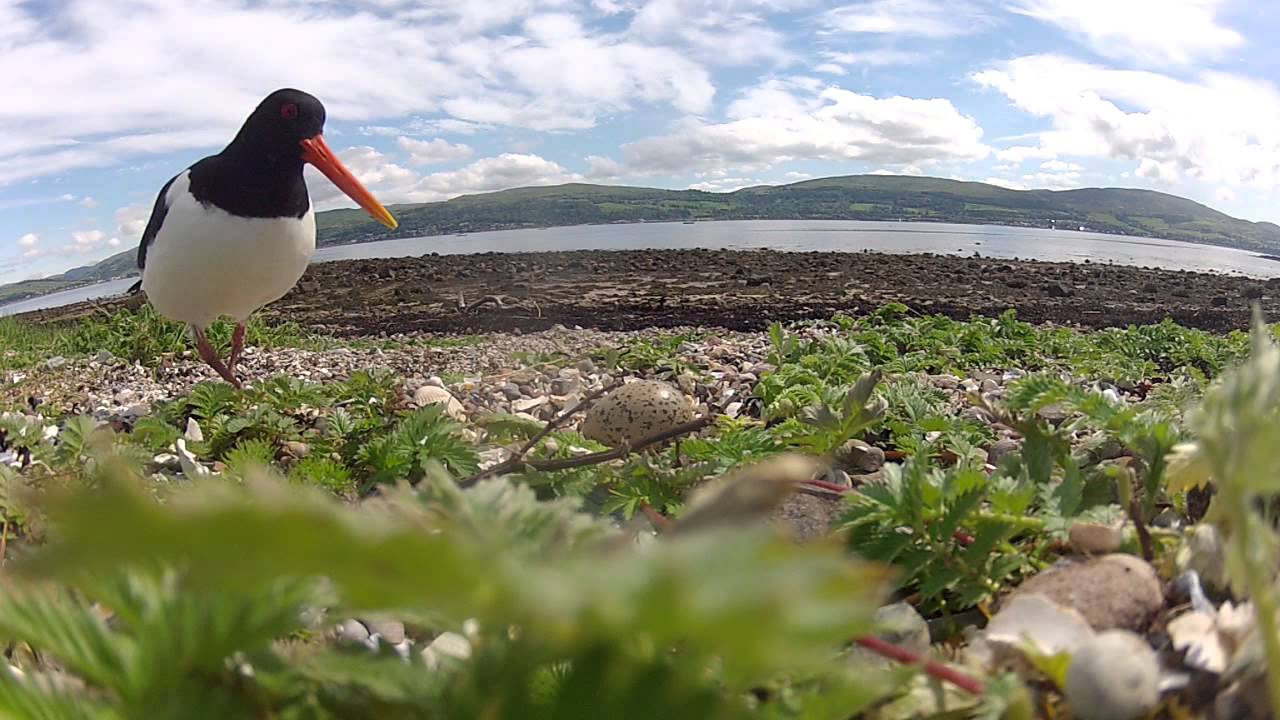Oystercatcher Nesting YouTube