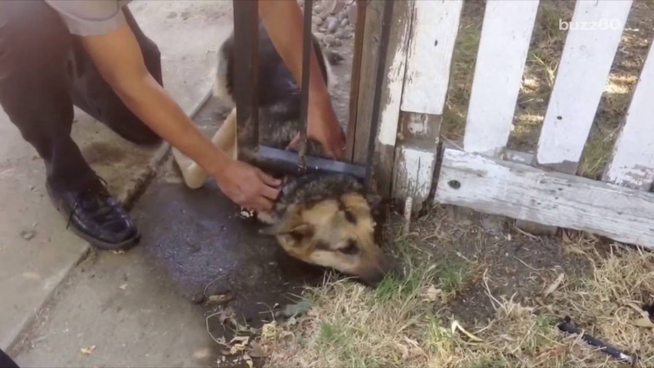 Dog Rescued After Getting Head Stuck in a Fence YouTube