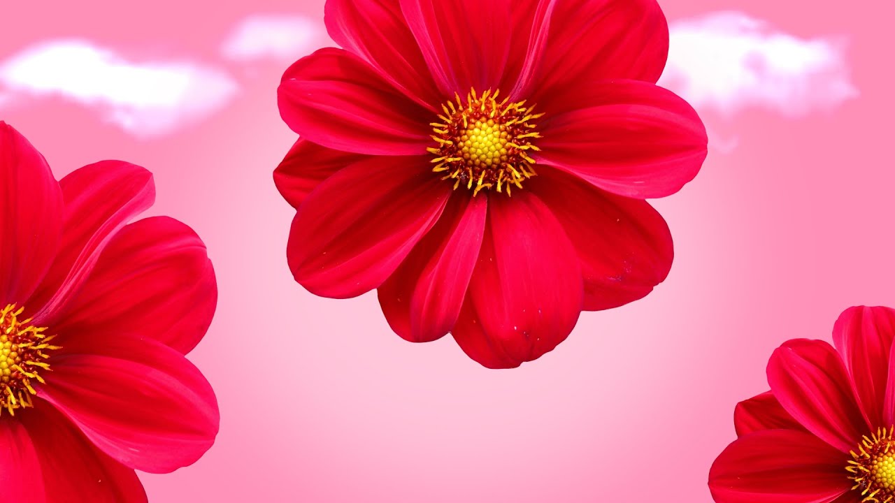 purple flower fall down green screen No Copyright, Motion Graphics