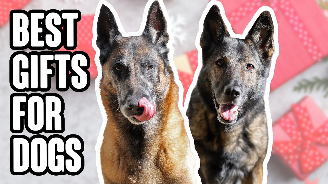 The Absolute Best Gifts for Dogs 2020 YouTube