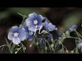 Flax | Quiet nights (30 minute lofi soundscape)