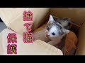 【保護猫】田んぼの中でミャーミャー鳴いていた仔猫を保護しました。
