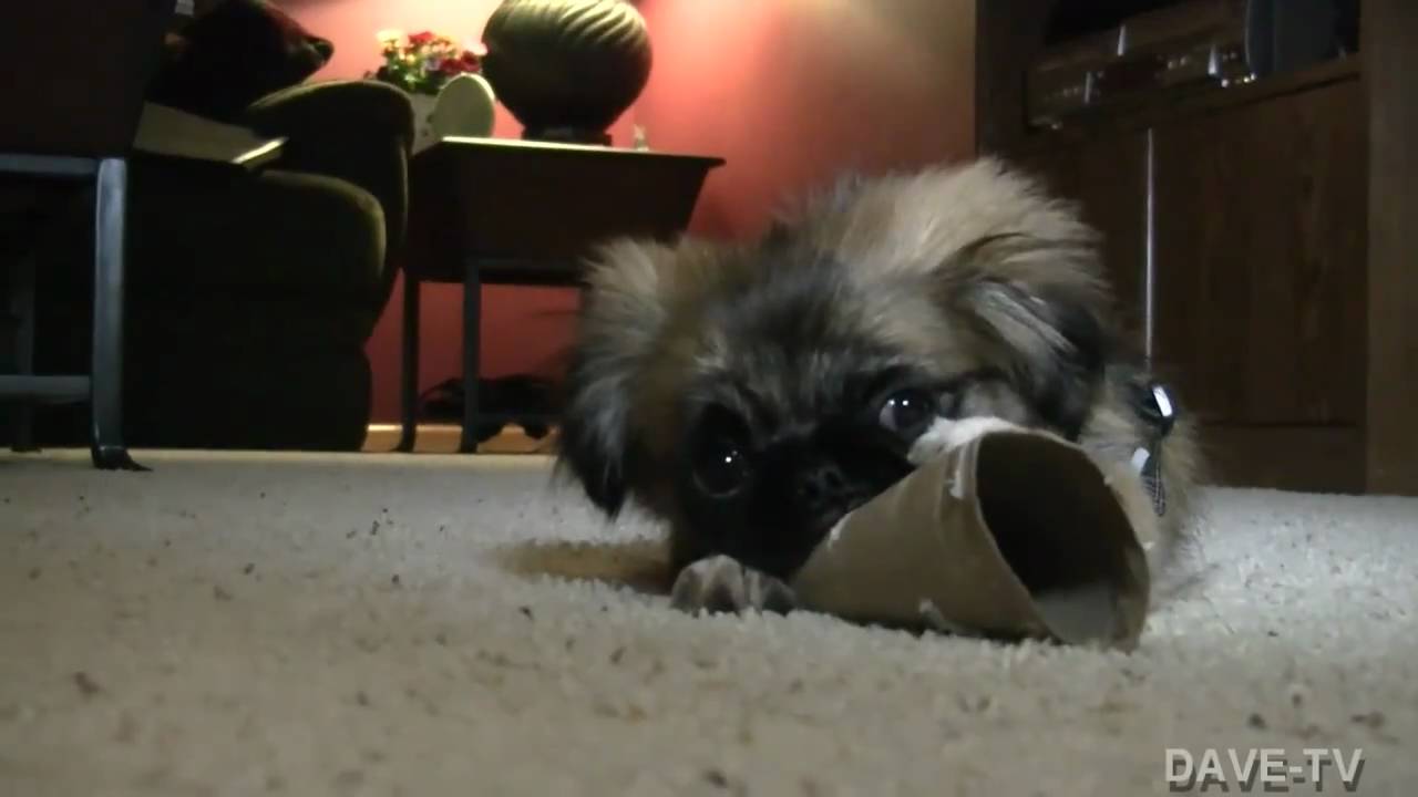 Pekingese Puppy Attacks Camera