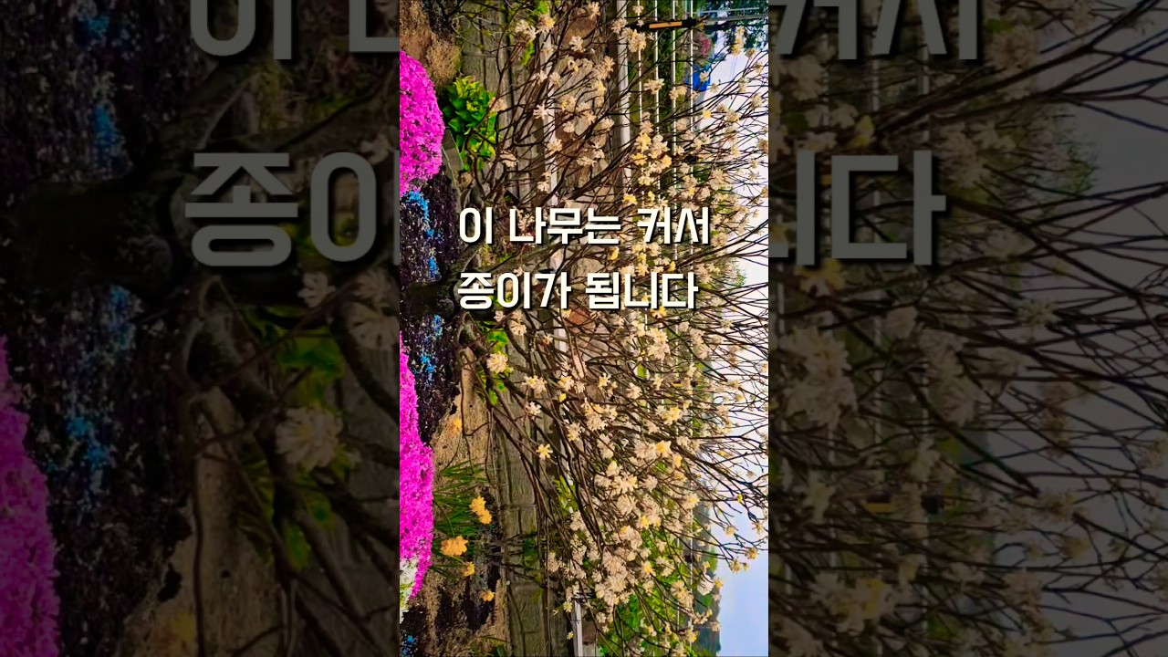 (Dvlog)삼지닥나무/정원수