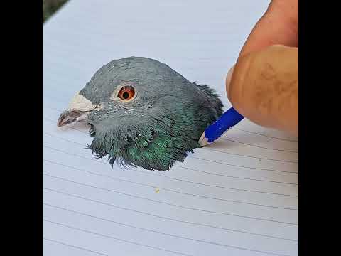 تلوين الحمامة