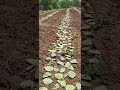 plantação de Palma no sistema mil luzes 👍 #agriculture