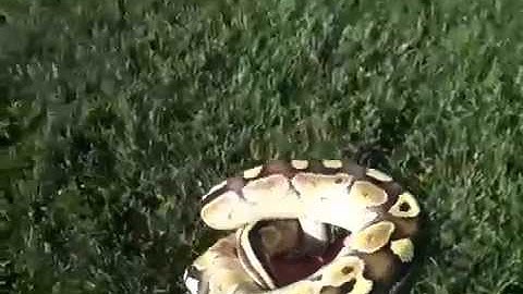 2010 Butter ball python