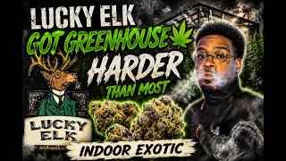 Lucky Elk Super Boof Review This Flower Is DIFFERENT