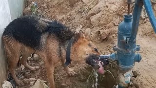 German Shepherd Dog 🐕 drinking water from handpump 🤔🤔🤔/ जर्मन शेफर्ड डॉग पानी पीते हुए 🐕🐕🐕🐕