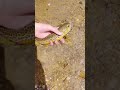 Beautiful tiger trout release!!