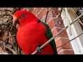 King parrot casual chaos and cuteness 41