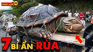 🔥 7 Bí Ẩn Ly Kỳ và Thú Vị về Loài Rùa Mà Chưa Từng Có Ai Nói Cho Bạn Biết | Kính Lúp TV