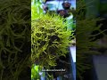 Java  Moss growing on Coconut Shell | Also known as Taxiphyllum barbieri &#39;Bogor Moss&#39;