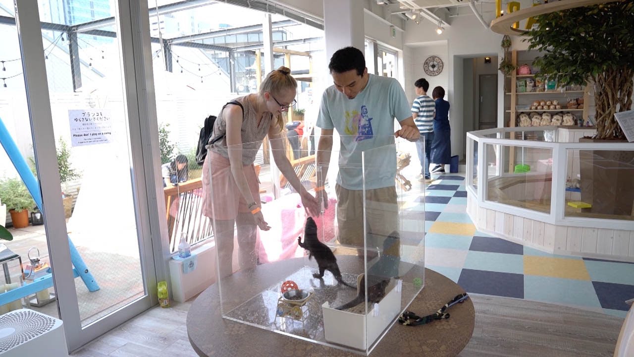World's First Otter And Chinchilla Cafe YouTube