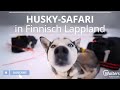 Erlebe die Magie Lapplands: Unsere Huskysafari