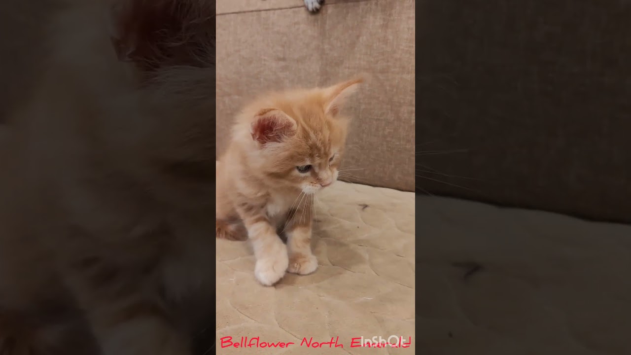 Мейн-кун котик 1 мес. Питомник Северный Изумруд 