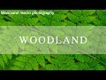 Nature Photography | Woodland