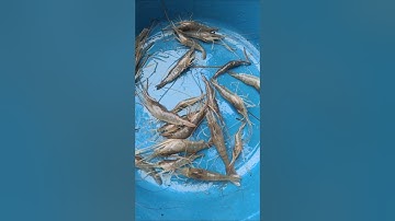 Chài kiểm tra tôm càng xanh