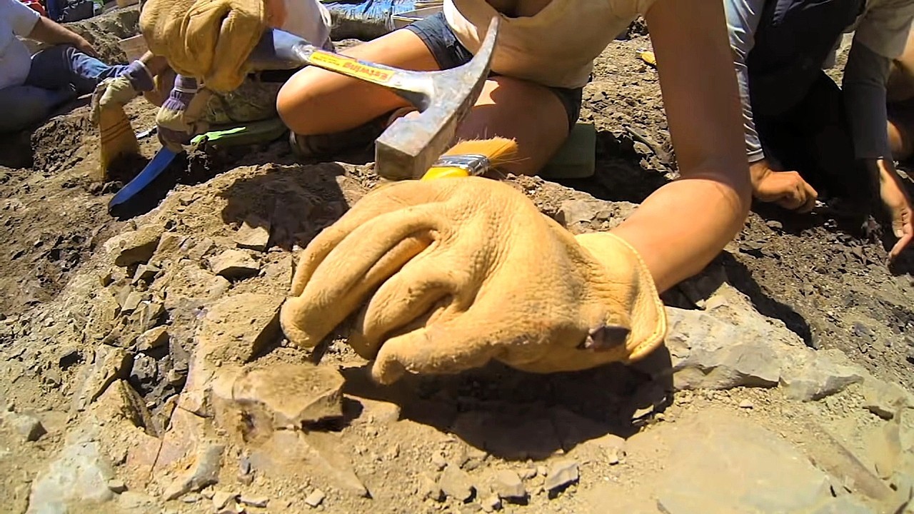 Archéologie : sur les traces des dinosaures