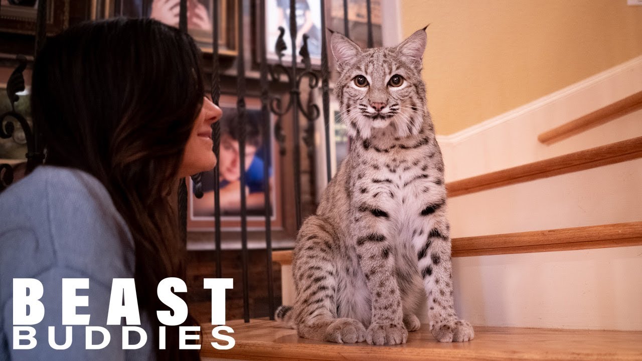 We Share Our Home With Two Bobcats | Beast Buddies