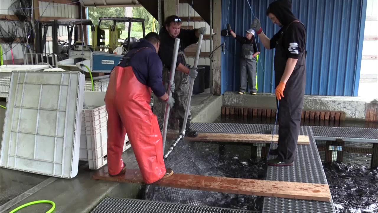 Skookum Creek Hatchery Tour Part 1 Sorting YouTube