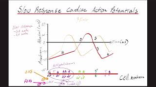 Pacemaker action potential - Slow response cardiac action potentials explained