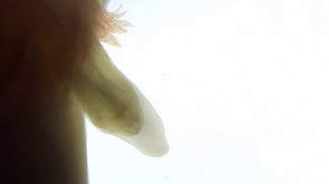 Axolotl limb regeneration