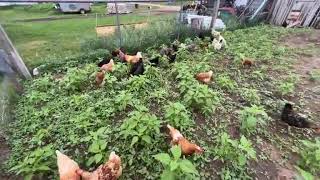 A Homestead Experiment: Too Cool Not to Share
