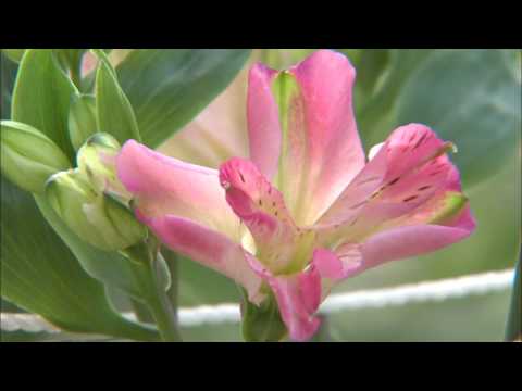 Flower Exports