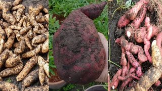 Planting and harvesting two types of sweet potatoes in the pot.