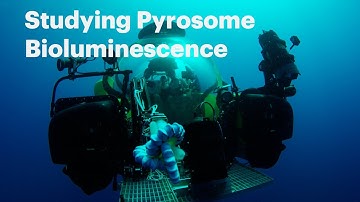 Pyrosome Bioluminescence