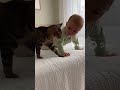 赤ちゃんがベッドから落ちないように猫が見守る