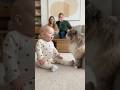 猫:"いったい何を言ってるの？🤣🤣#cat #cats #baby #cute #funny #shorts #catvideos #赤ちゃん #猫