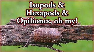 Isopods & Hexapods & Opiliones, oh my!