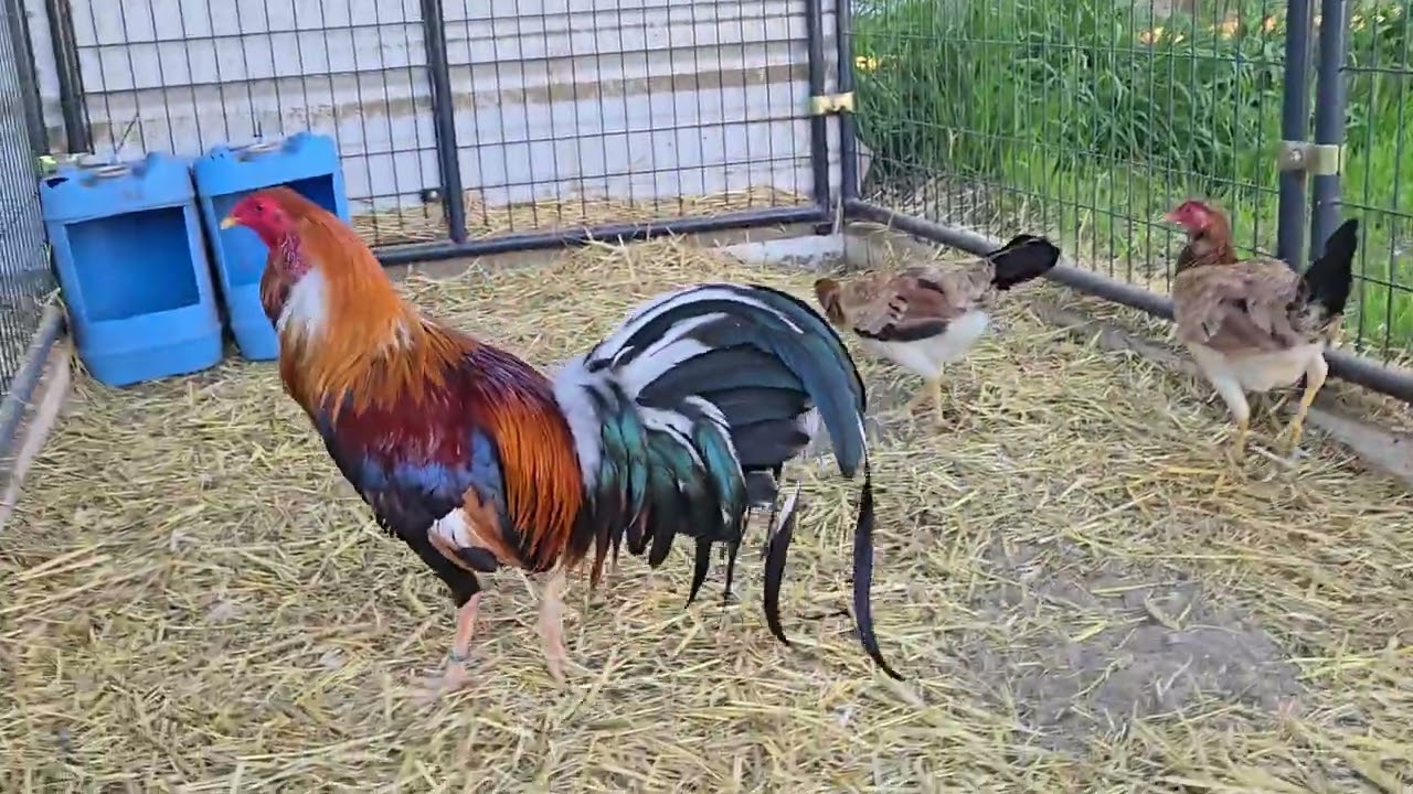 lotes de cria del 2025