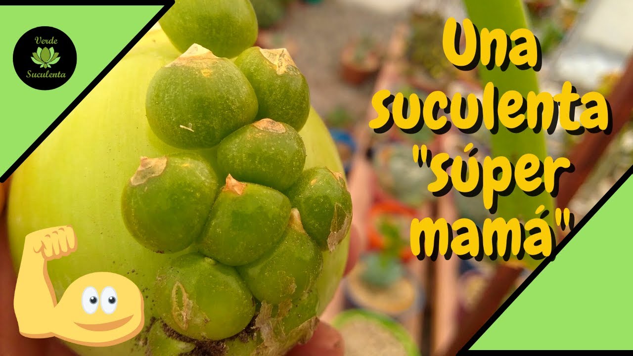 Trasplante, sustrato y propagación de la 