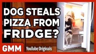 What Did That Animal Steal? (GAME)