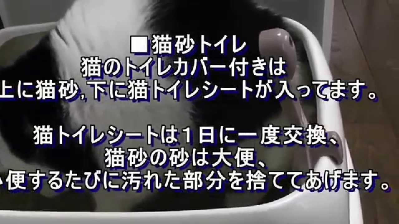 Cat litter,cat litter boxes,ミーちゃんも出来た♪猫トイレトレーニング,猫のトイレ, YouTube