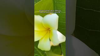 #love #ytshorts#shayari#viralshorts#ytshorts#life#beauty#flowers#terracegarden#champa#hibiscus#phool