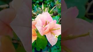 Bougainvillae Plant #shorts #bougainvillea #flowers