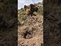 Can the Rabbit 🐇 Survive? : Life on the Edge 🦅 🦉 #rabbit