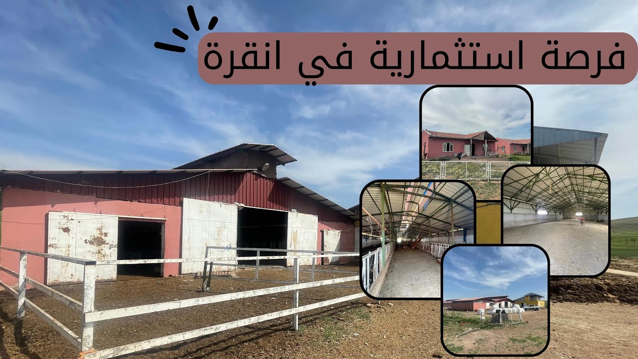 مشروع استثماري رائع في تركيا ✅ الثروة الحيوانية ✅ ابقار وعجول -حقل متكامل للبيع بسعر ممتاز
