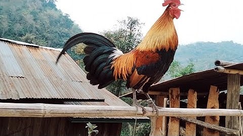 qaib dib daj cuab tuaj zoo heev